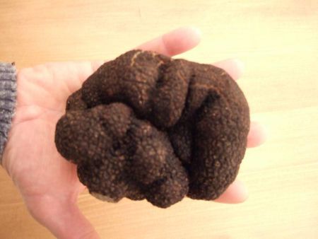 Recherche avec chien truffier récolte cavage au pied des chênes truffiers de la truffe du périgord noir. Champignon en symbiose avec les plants truffiers sélectionné, diamant or noir, la truffe noire du perigord