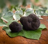 Vente de Truffes Noires du Périgord en hiver